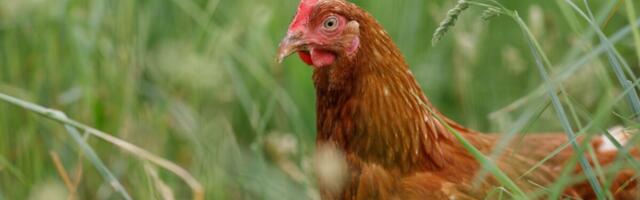 Harjumaal tuvastati lindude gripp