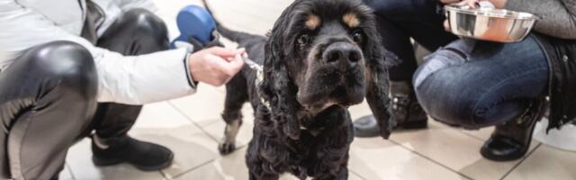 Tuntud lemmikloomakaupade pood peab mekkima kahjumit