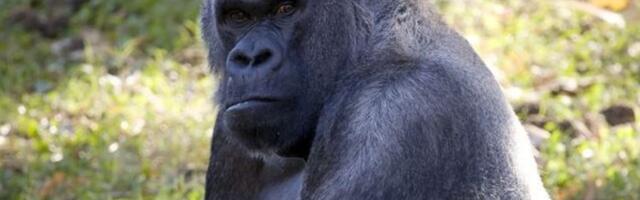 61-aastaselt suri maailma vanim isane gorilla