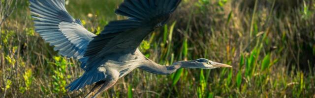 Ornitoloogiaühing ootab teateid esimestest saabunud rändlindudest