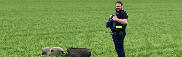 KULDID RUKKIS! Jooksus notsud ei tahtnud politseinike sõna kuulata