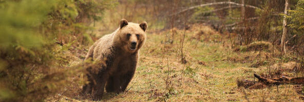 Tallinna Halduskohus tühistas esialgse õiguskaitse karujahi vaidluses