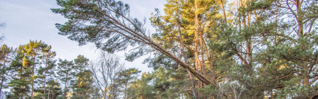 RMK ostis looduskaitsemaad