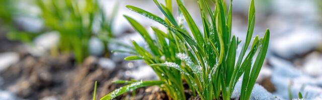 Seireandmed: pealmine mullakiht on enamikus Eestis juba sulanud