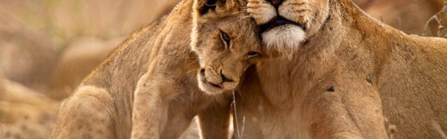 9. detsember: Lõvi suudab pisemaidki detaile märgata, Kaaludel on tõenäosus palka juurde saada