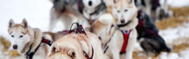 Jõukuse kasvatamisel võib abi olla Dow’ koertest