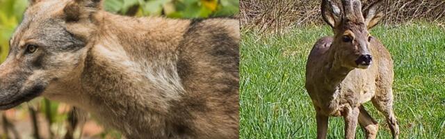 ANDMED | Kiskjate arvukus on rekordtasemel, metskitse oma aastaga oluliselt vähenenud