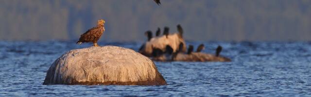 Kilvar Kessler NÄDALA FOTO