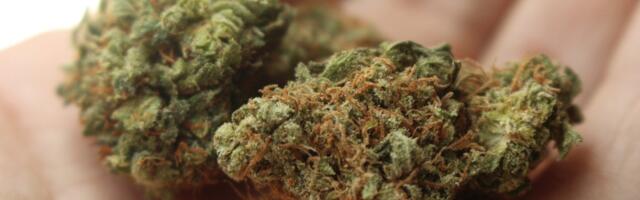 Uimastite müügist ligi 350 000 eurot teeninud mehed mõisteti vangi