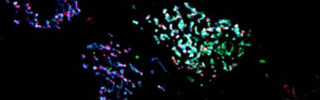 Uuring: kudede uuenemise eest vastutavad rakud on juhitavad