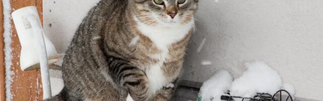 Ära lõdise! Nipid, mille abil end isegi kõige külmema ilma korral soojas hoida