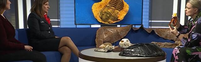 Tolliametnik: ohustatud liikidest tehtud suveniire ei tohi üle piiri tuua