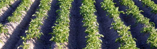 Eelmisel aastal leiti Eestis kaks ohtlikku kartulikahjustajat