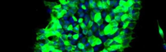 Uurimismeetod korrigeerib geneetilisi defekte