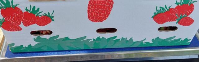 Kuumalaine küpsetas maasikad ootamatult ruttu