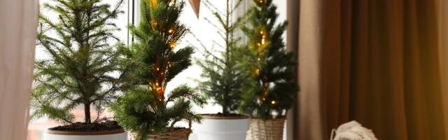 Poti-jõulupuu vajab jahedust