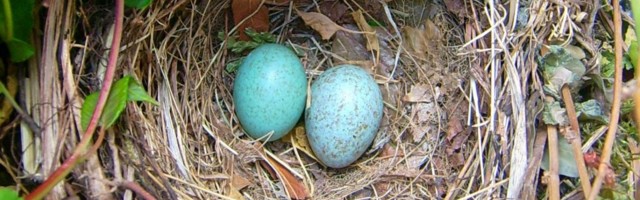 Eesti Metsa Abiks: pesitsusrahu pidamise kohustus tuleneb seadusest