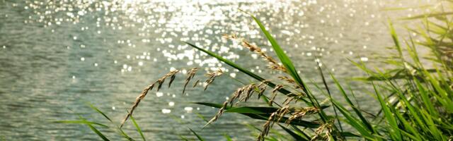 Viljandi Vallavalitsus otsib kompromissi Tarvastu paisjärve säilitamiseks