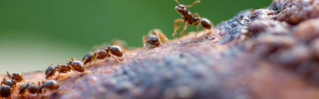 Spetsialistid annavad nõu: kuidas koduaias ohutult sipelgaid tõrjuda