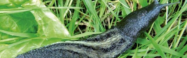 HEA TEADA | Kuidas teha vahet kodumaisel nälkjal ja Hispaania teeteol?