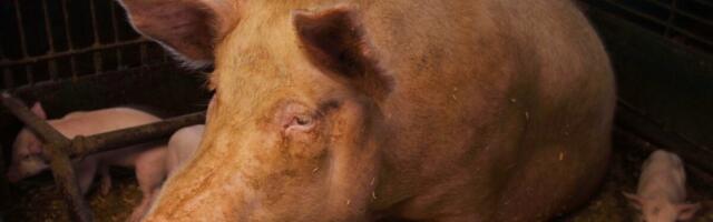 Atria suurfarmis kahtlustatakse sigade Aafrika katku