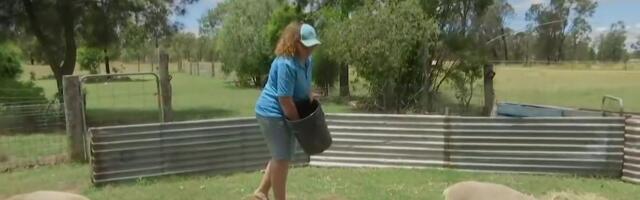 Reporter: Hobitaluniku uueks lemmikuks on kääbuslambad