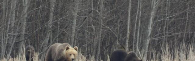 FOTOD | Karuema tuli koos nelja pojaga taluõuele uudistama