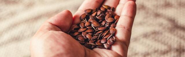 Seemnete ostmine kolmandatest riikidest võib põhjustada uute taimekahjustajate levikut