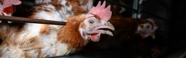 Šokeeriv loomapiinamine ja loetud päevad otsuseni_ kirjuta poliitikutele, et päästa kanad puuridest