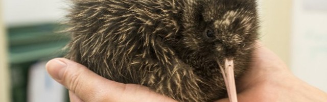 Lennuvõimetuid linde oli enne inimese ajastut kordades rohkem