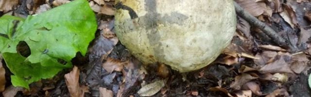 Eestis vangis istuva Bosnia serblasest sõjakurjategija maja juurest leiti inimjäänused