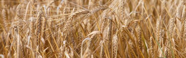 VAATA OTSE ⟩ Kes tagab Eesti toidujulgeoleku?