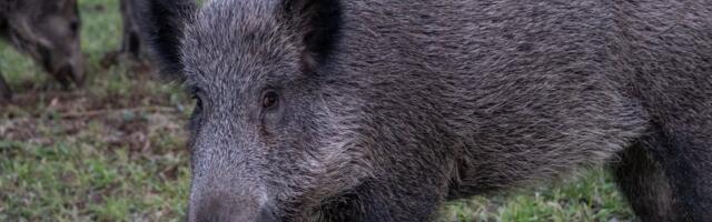 Metssigade küttimimahu täitmisel on olnud aktiivseim Järvamaa