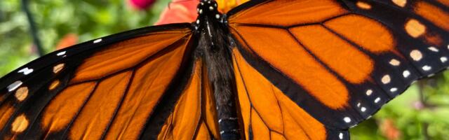 Päevahoroskoop : teisipäev, 9. september