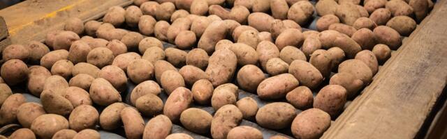 HINNAVAATLUS | Kõige rohkem on eelmise aastaga võrreldes kerkinud Eesti kartuli hind