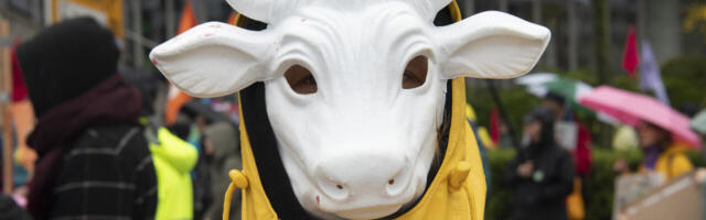 Saksamaa rohetsirkuses hakatakse tõsimeeli lehmade kõhugaase mõõtma