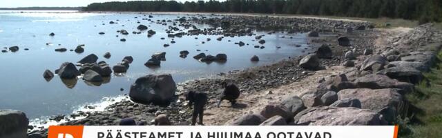 Päästeamet ja Hiiumaa ootavad masuudireostuse koristamiseks abikäsi