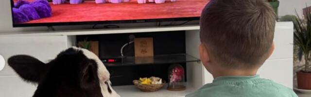 Kad se otelila krava tele su uneli u kuću: Čuvali ga cele zime, sada živi sa njima - predivna slika iz doma Tamare Garović