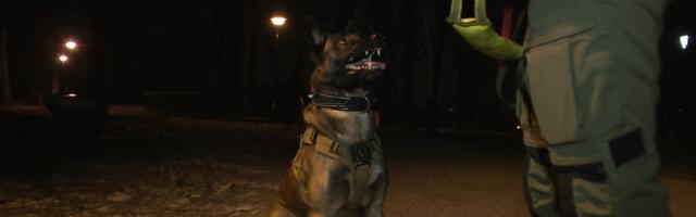 Reporter tutvus ustavate, haaravate hammaste ja teravate ninadega politseikoertega