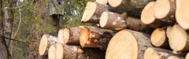 Pikisilmi oodatud rohetööstused: kes need on?