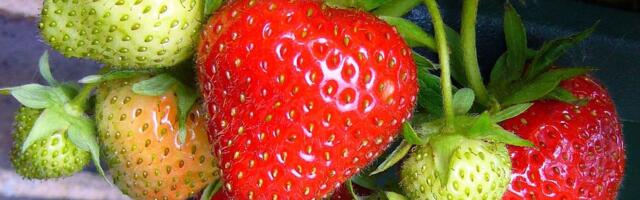 Taas on võimalik esitada kandidaate Regionaalmaasika auhinnale