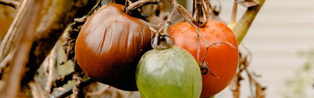 PTA 2024 taimetervise seire: Eestis uusi karantiinseid taimekahjustajaid ei avastatud