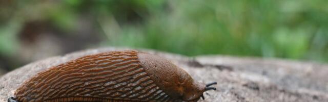 Lugejate nõuandeid, kuidas Hispaania teetigudest lahti saada