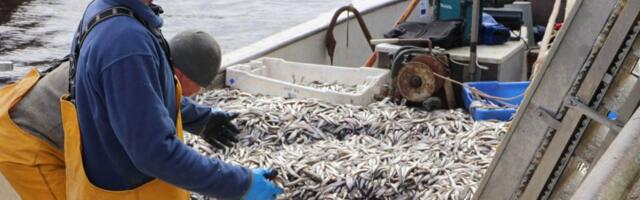 Valitsus kehtestas 2026. aasta kalapüügi kvoodid Peipsi, Lämmi- ja Pihkva järvel