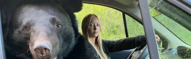 Võimalik vaid Venemaal: karu leidis endale isikliku autojuhi