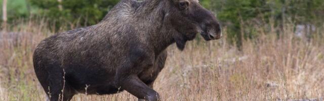 Ilmus värske ülevaade ulukiasurkondadest ja küttimissoovitustest