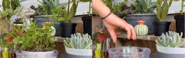 VIDEO | Lillede kastmine ei ole kunagi nii lihtne olnud! Seda meetodit kasutades ei saa enam potist mööda valada