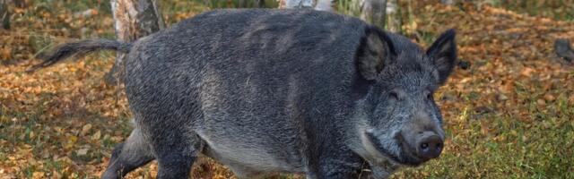 Seakatk jõudis Saaremaale