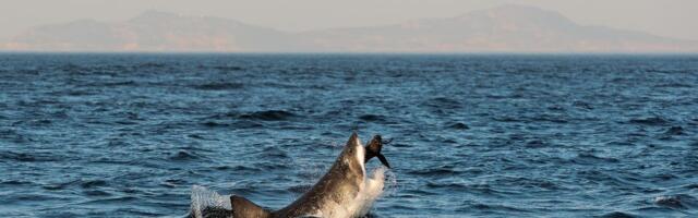 Aјkula duga osam metara izronila ispred turista u Puli: "Ovako nešto mi se nikada nije dogodilo"