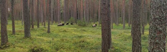 Vääna-Jõesuusse karjääri rajamise vastase petitsiooni allkirjastas esimese nädalavahetusega üle 1800 inimese